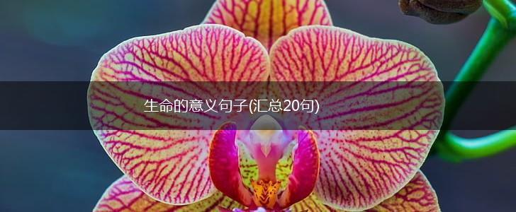 生命的意义句子(汇总20句),第1张