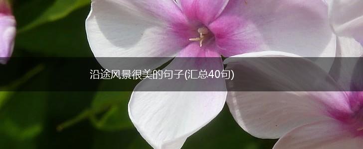 沿途风景很美的句子(汇总40句),第1张