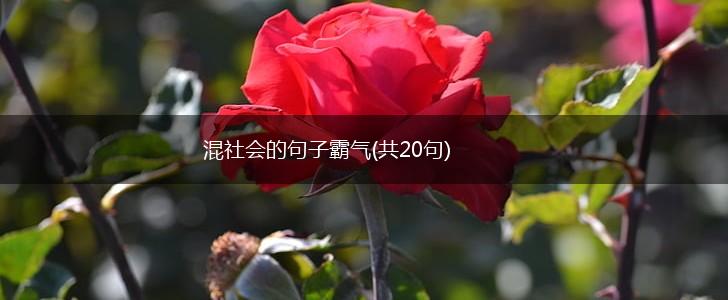 混社会的句子霸气(共20句),第1张