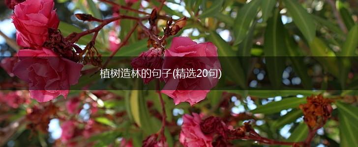 植树造林的句子(精选20句),第1张