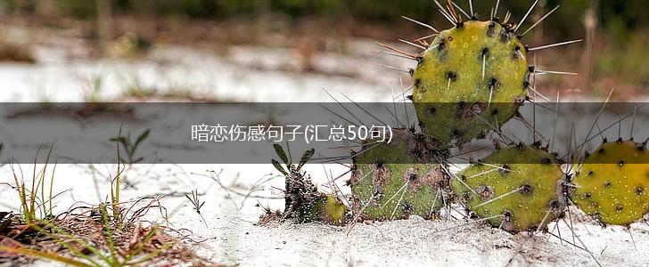 暗恋伤感句子(汇总50句),第1张