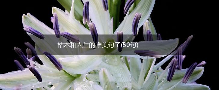 枯木和人生的唯美句子(50句),第1张