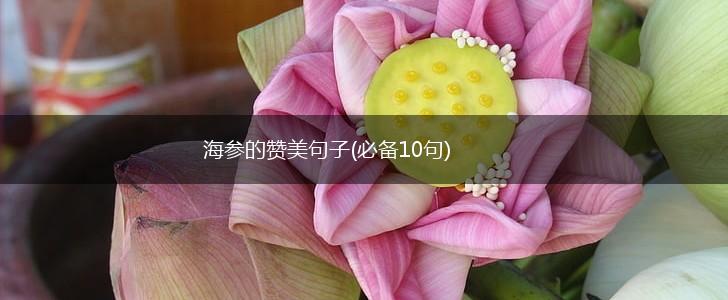 海参的赞美句子(必备10句),第1张