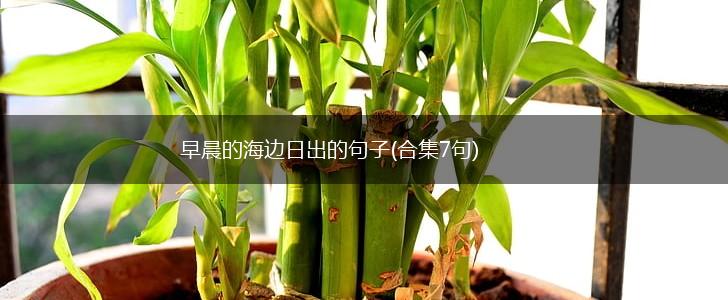 早晨的海边日出的句子(合集7句),第1张