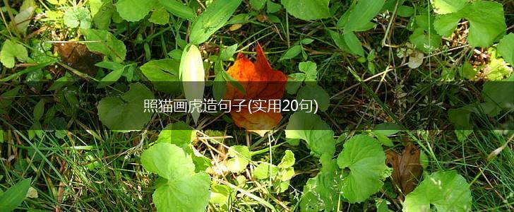 照猫画虎造句子(实用20句),第1张