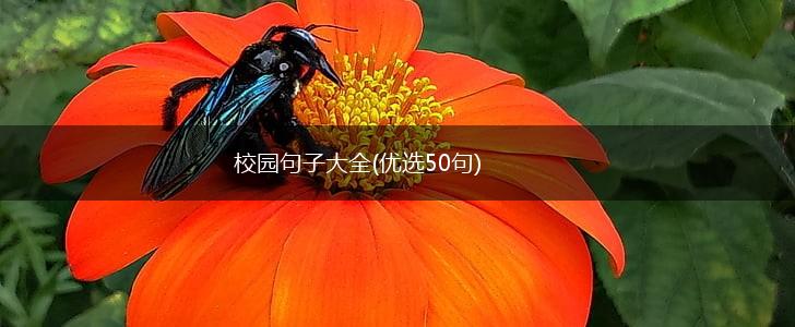 校园句子大全(优选50句),第1张