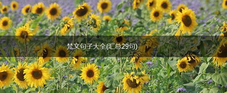 梵文句子大全(汇总29句),第1张