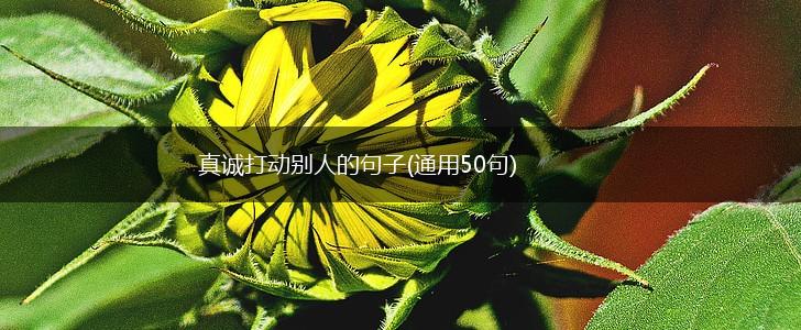 真诚打动别人的句子(通用50句),第1张