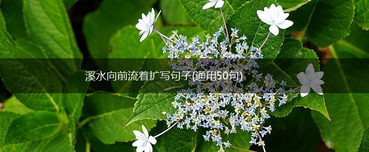 溪水向前流着扩写句子(通用50句),第1张