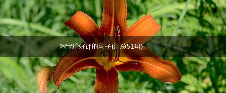 淘宝给好评的句子(汇总51句),第1张