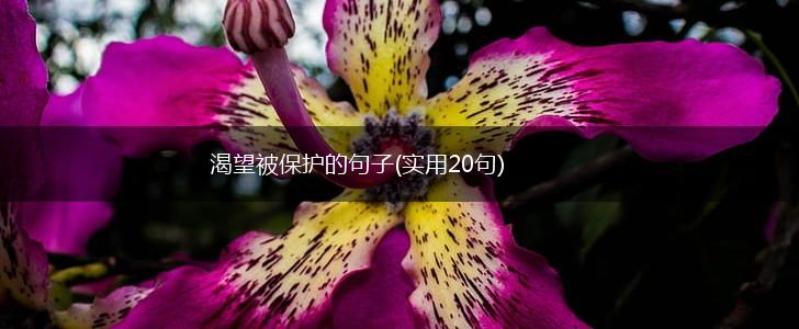 渴望被保护的句子(实用20句),第1张