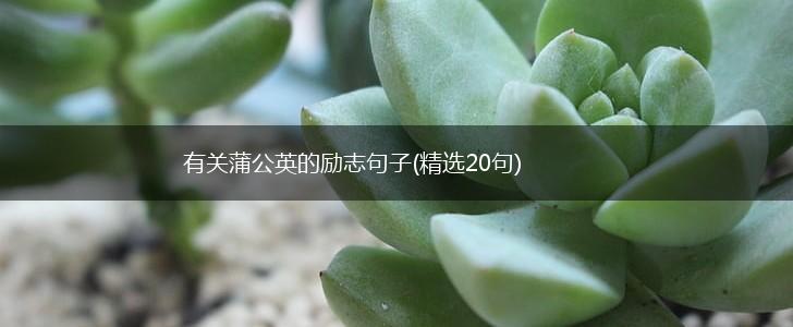 有关蒲公英的励志句子(精选20句),第1张