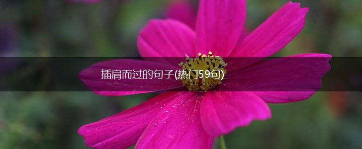 插肩而过的句子(热门59句),第1张