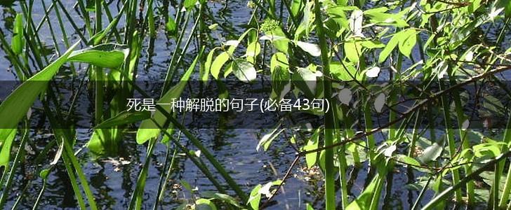 死是一种解脱的句子(必备43句),第1张