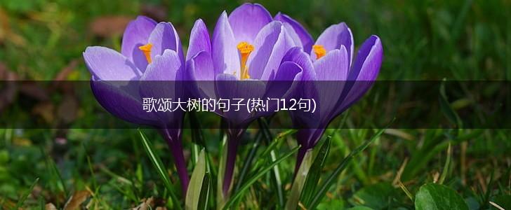 歌颂大树的句子(热门12句),第1张