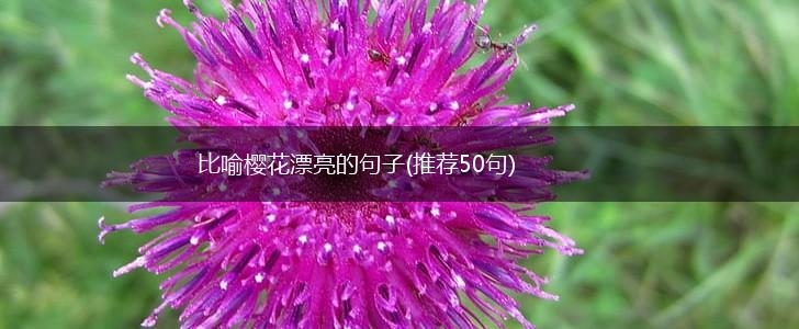 比喻樱花漂亮的句子(推荐50句),第1张