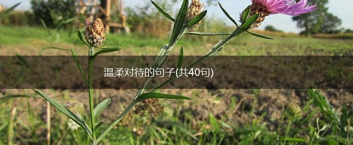 温柔对待的句子(共40句),第1张