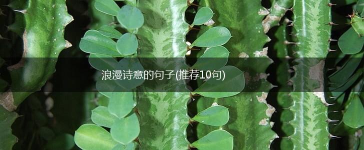 浪漫诗意的句子(推荐10句),第1张