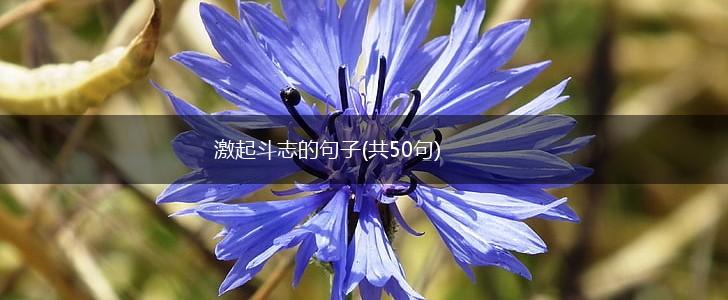 激起斗志的句子(共50句),第1张