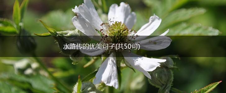 水浒传的优美句子(共50句),第1张