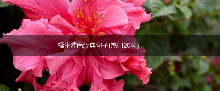 橘生淮南经典句子(热门20句),第1张
