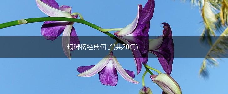 琅琊榜经典句子(共20句),第1张