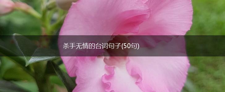 杀手无情的台词句子(50句),第1张