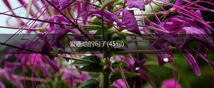 爱鹿晗的句子(45句),第1张