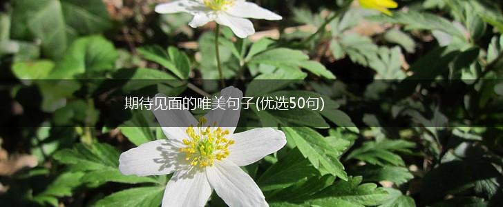 期待见面的唯美句子(优选50句),第1张