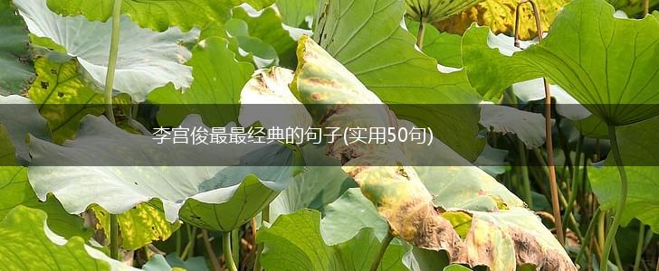 李宫俊最最经典的句子(实用50句),第1张