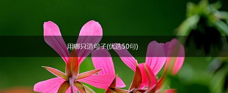 用哪只造句子(优选50句),第1张