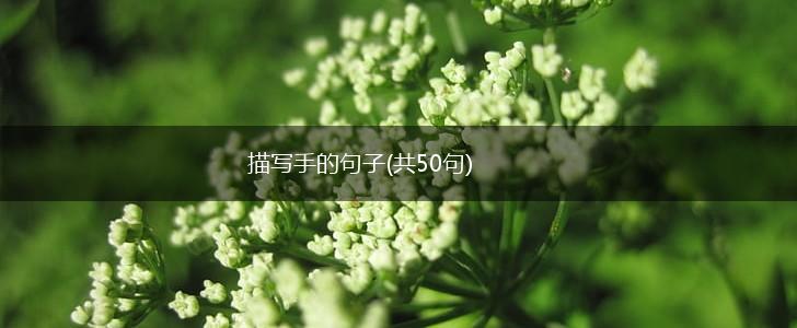 描写手的句子(共50句),第1张