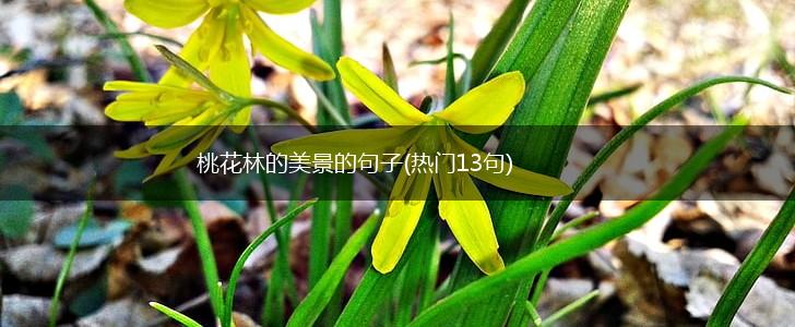 桃花林的美景的句子(热门13句),第1张