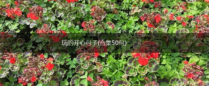 玩的开心句子(合集50句),第1张