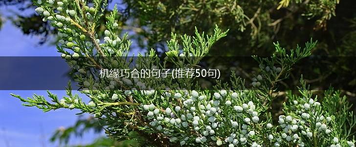 机缘巧合的句子(推荐50句),第1张