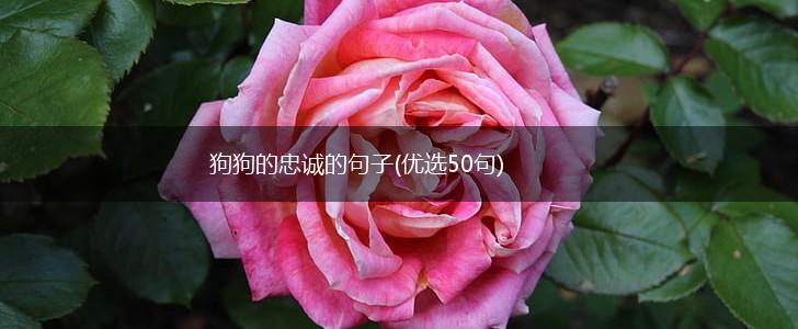 狗狗的忠诚的句子(优选50句),第1张