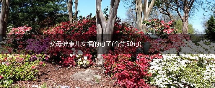父母健康儿女福的句子(合集50句),第1张