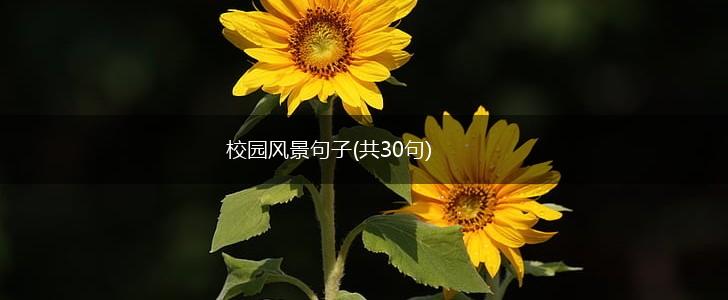 校园风景句子(共30句),第1张