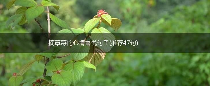 摘草莓的心情喜悦句子(推荐47句),第1张