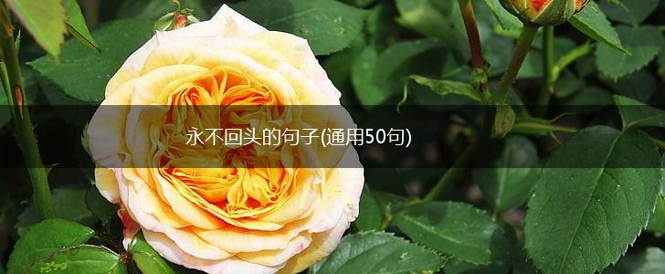 永不回头的句子(通用50句),第1张