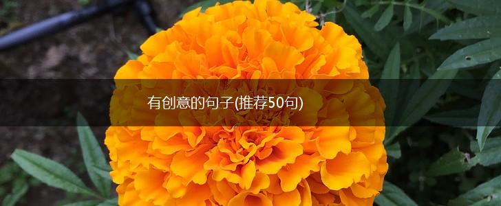 有创意的句子(推荐50句),第1张