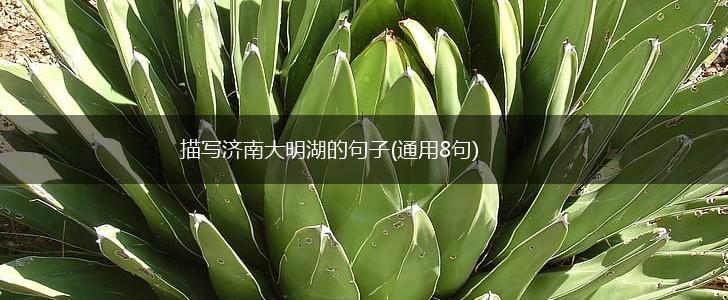 描写济南大明湖的句子(通用8句),第1张