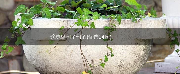 珍珠鸟句子句解(优选14句),第1张