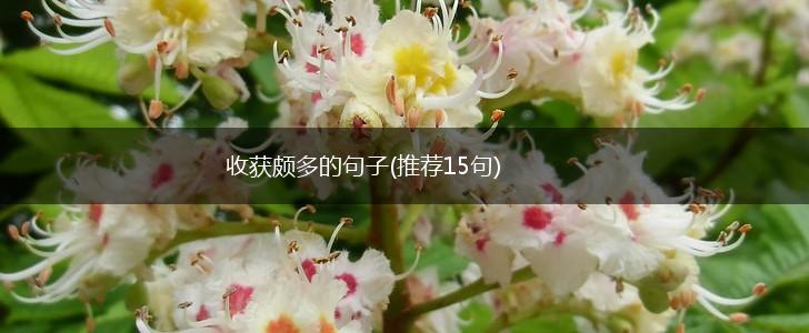 收获颇多的句子(推荐15句),第1张
