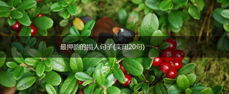 最押韵的损人句子(实用20句),第1张