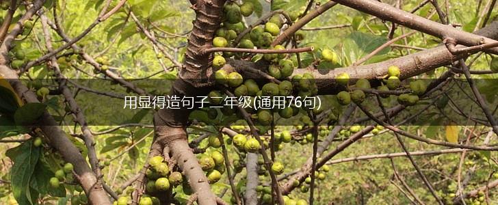 用显得造句子二年级(通用76句),第1张