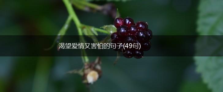 渴望爱情又害怕的句子(49句),第1张