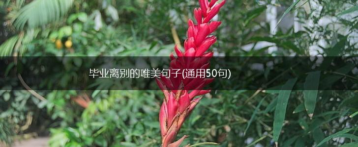 毕业离别的唯美句子(通用50句),第1张