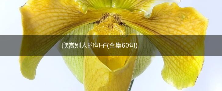 欣赏别人的句子(合集60句),第1张