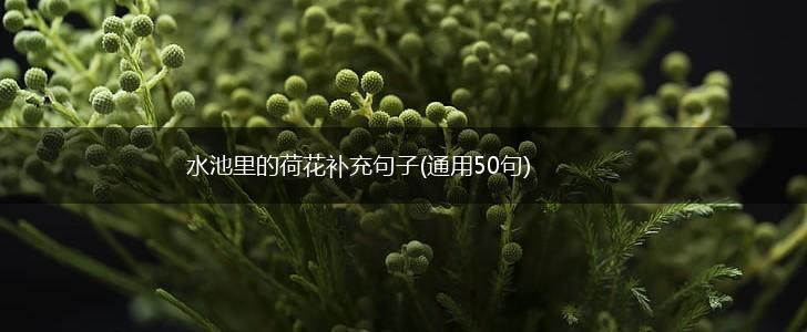 水池里的荷花补充句子(通用50句),第1张